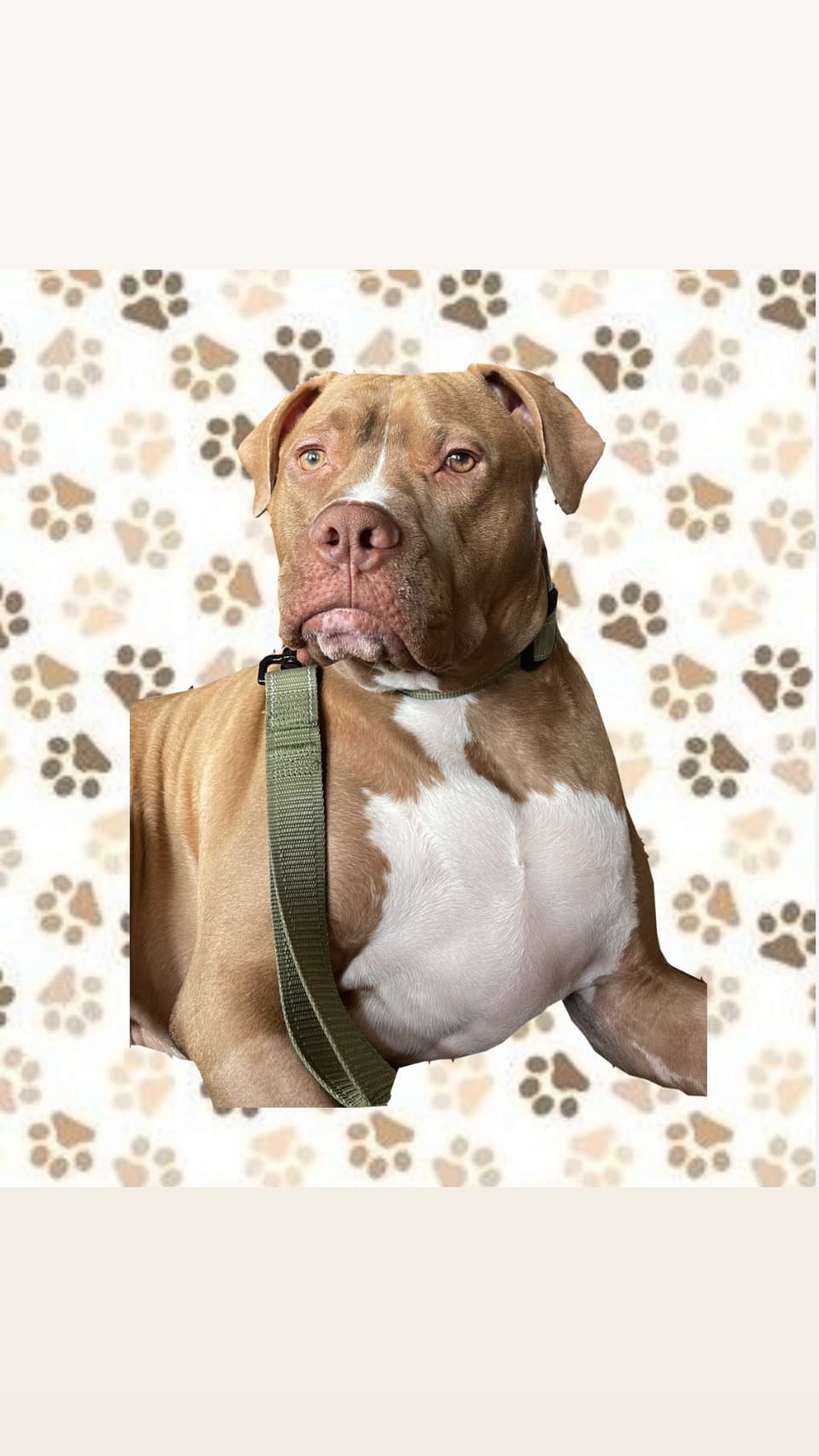Tank the Pitopotamus