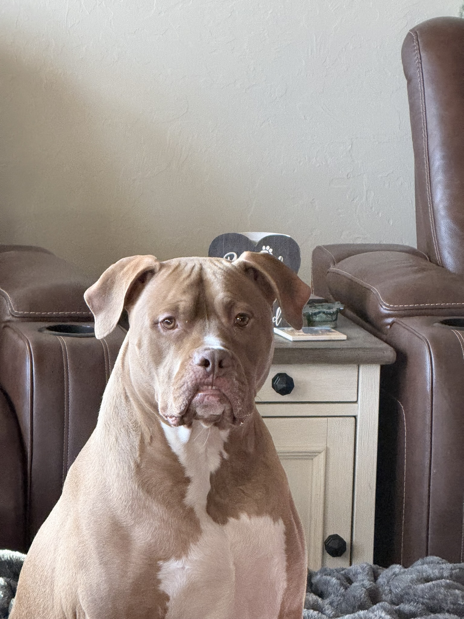 Tank sitting by the nightstand next to the recliners