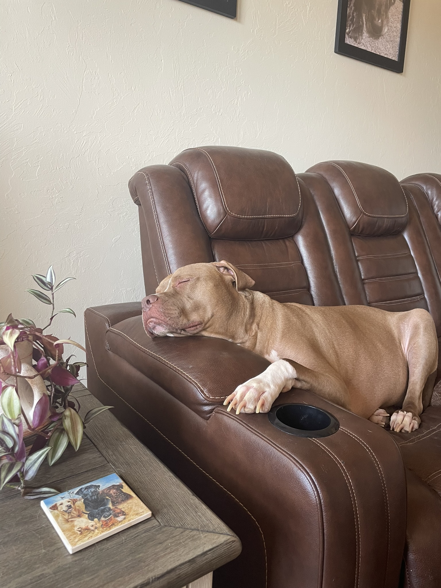 Tank stretched out across a leather recliner