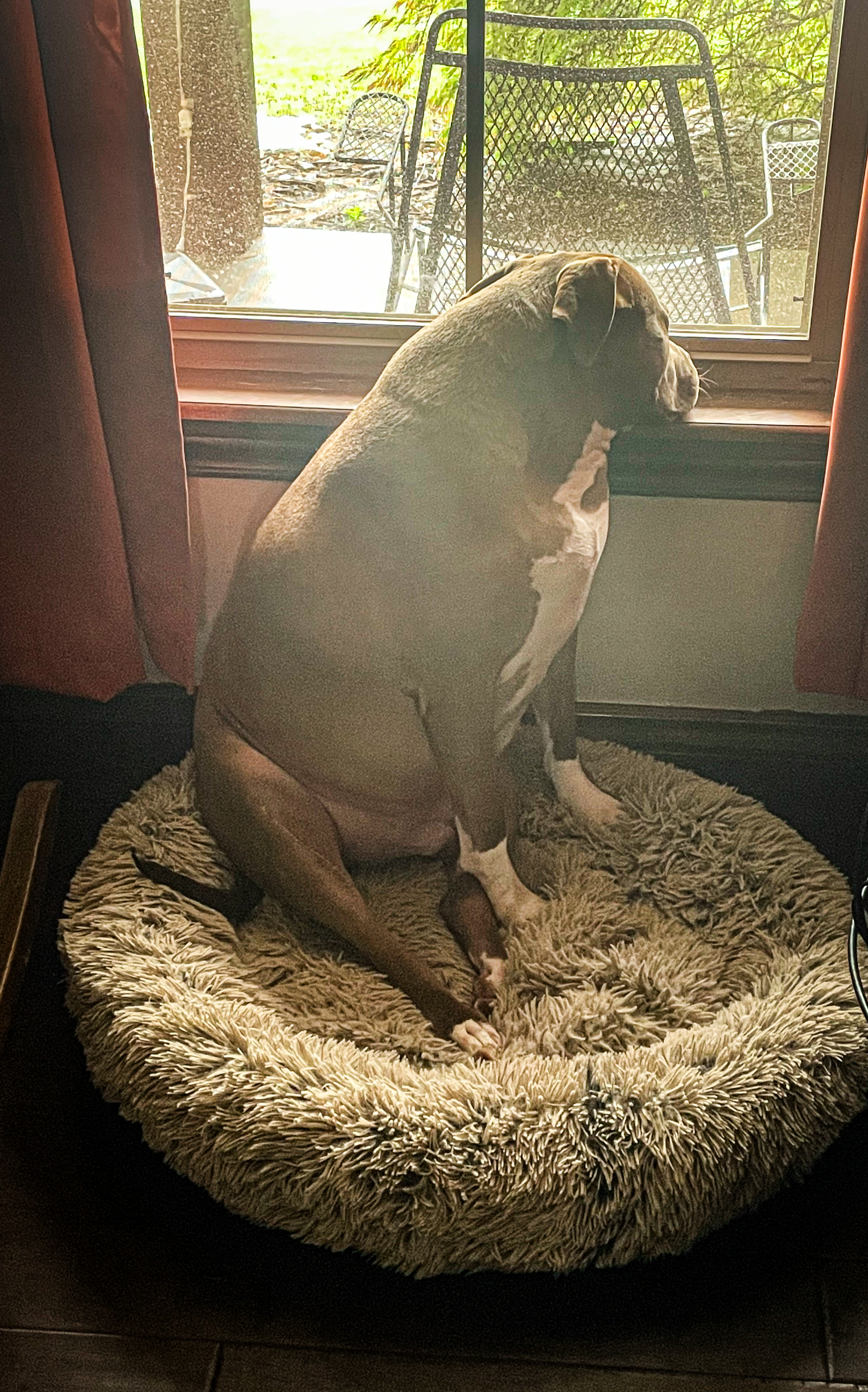 Tank sitting in his round dog bed, staring out the window